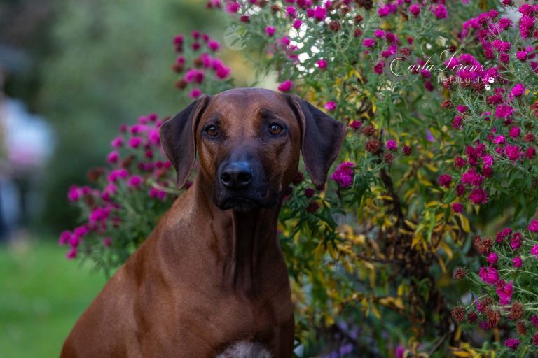 Rhodesian Ridgeback Herbstaster Fotoshooting