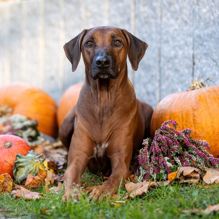 Rhodesien Ridgeback Hund Foto Erlangen 